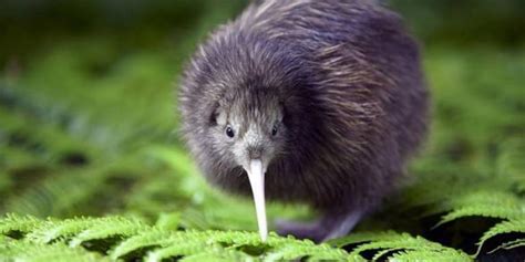 Kiwi – flightless bird from New Zealand | DinoAnimals.com