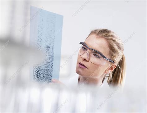 Genetics research - Stock Image - F005/0016 - Science Photo Library