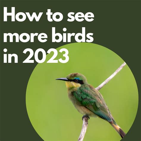 How to See More Birds in 2023