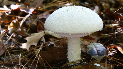 Can You Tell Edible Mushrooms from Poisonous Ones? | Britannica