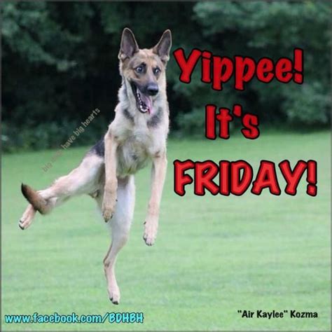 Funny Happy Friday Dog Meme - bmp-go