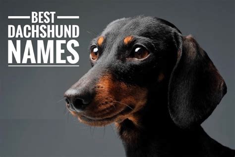 Top 500+ Unique Names for Dachshunds (Male + Female)