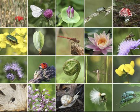 Journée Internationale de la diversité biologique le 22 mai