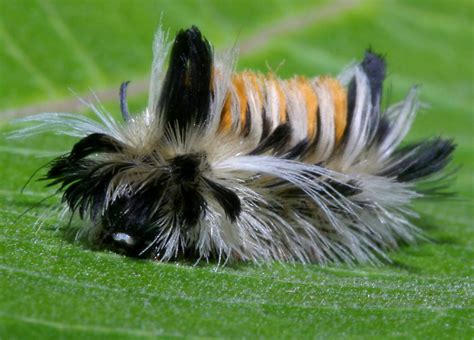 Caterpillars: the cute, the quirky and the almost-creepy - Dusky's Wonders