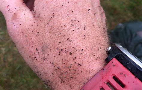 Midge survival guide: How to effectively battle Scotland's impending ...