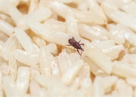 Are Rice Weevils Harmful or Safe to Eat? - Sound Health and Lasting Wealth