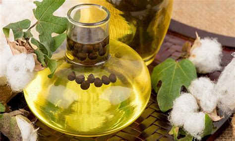 COTTONSEED OIL - IT'S MANY BENEFITS IN YOUR KITCHEN - Cocavo