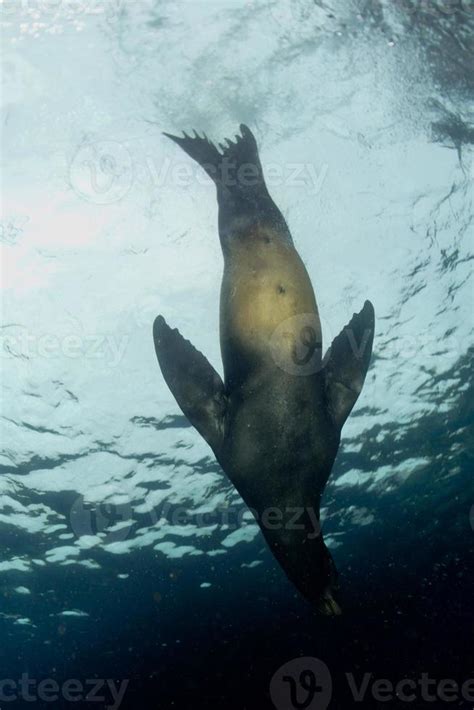 sea lion underwater 20179828 Stock Photo at Vecteezy