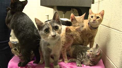 Lycoming County SPCA filled with cats | wnep.com