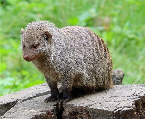 Striped mongoose | Munkholm Zoo | Dennis Matthies | Flickr