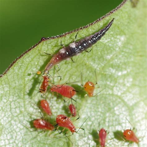 Bug o' the Week - Brown Lacewing - Riveredge Nature Center