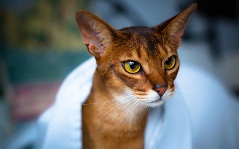 Abyssinian - Сat Breed Information, Photo, Care, History - Fello.pet