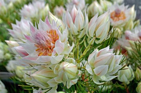 King Protea Serruria florida 'Blushing Bride' Rare Flowers, Exotic ...