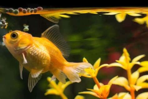 How Often Do Goldfish Need Feeding? Best Goldfish Food&Types of Food