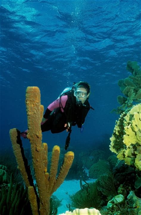 Bonaire Diving - Bluewater Dive Travel