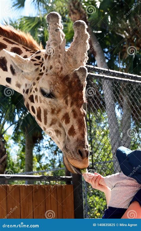 A Giraffe Feeding at Naples Zoo. Florida Editorial Image - Image of activity, feeding: 140835825