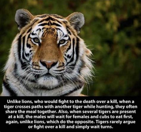 Amazing Facts About The Powerful Tiger | Funzug.com