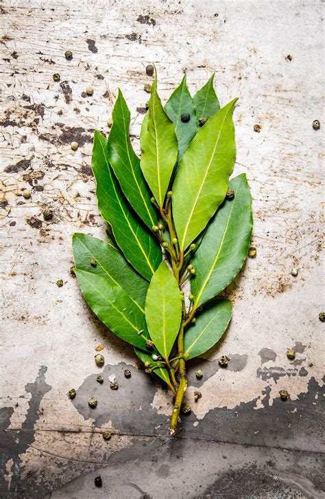 Bay Leaf Substitute - Healthier Steps