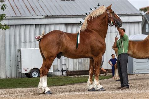 Breed Spotlight: The Belgian Horse - Young Rider Magazine