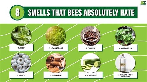 Discover 8 Smells That Bees Absolutely Hate - A-Z Animals