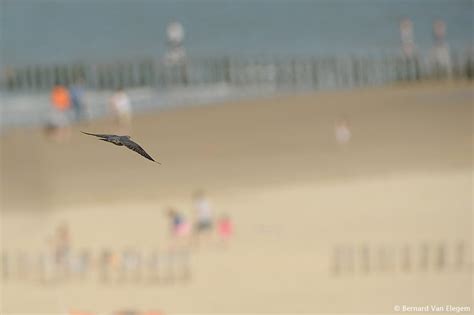 Common Cuckoo on spring migration along the beach | Bernard Van Elegem