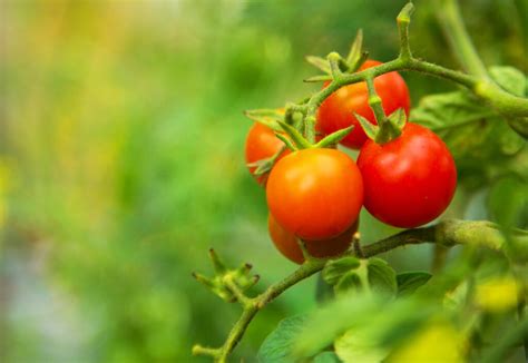 Fruit Bearing Plants In Philippines