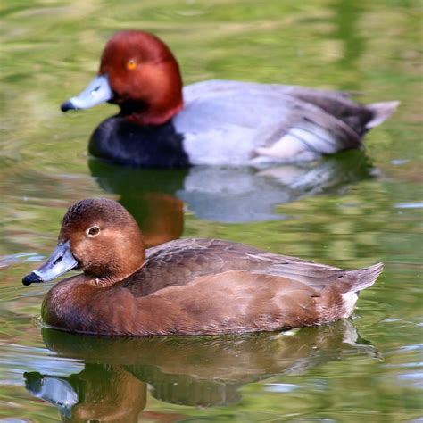 40 best Redhead Duck images on Pinterest | Ducks, Red heads and Redhead ...