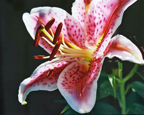 Asiatic Lily Care: When & How to Plant Asiatic Lilies From Bulbs