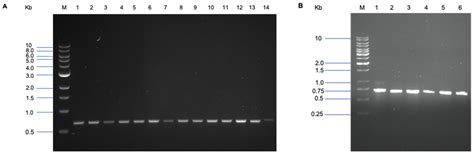 Fermentation | Free Full-Text | In Vitro Characterisation of Potential ...