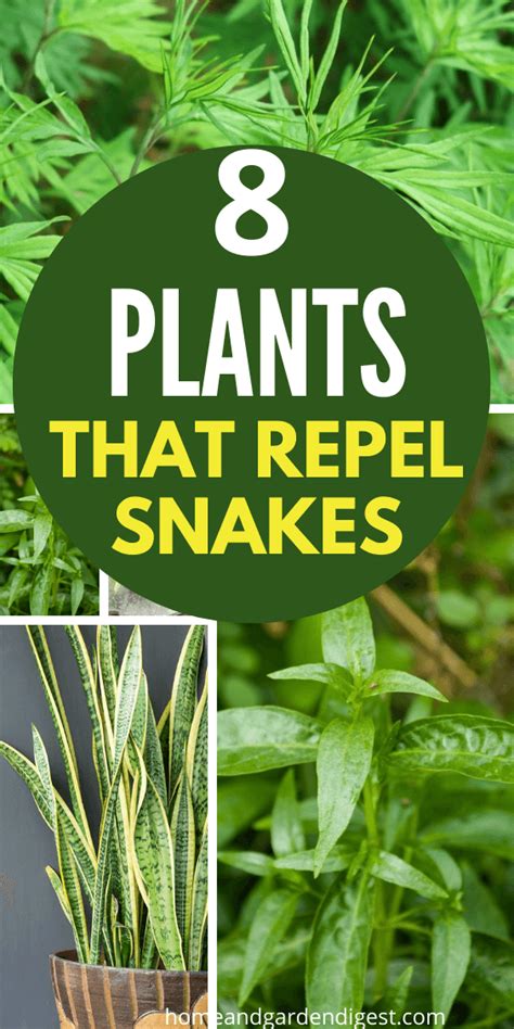 Top 8 Plants That Repel Snakes (Natural Snake Repellent) - HDG | Insect repellent plants, Snake ...