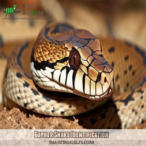 Gopher Snake: Nature's Pest Control Expert - Identify & Understand Them