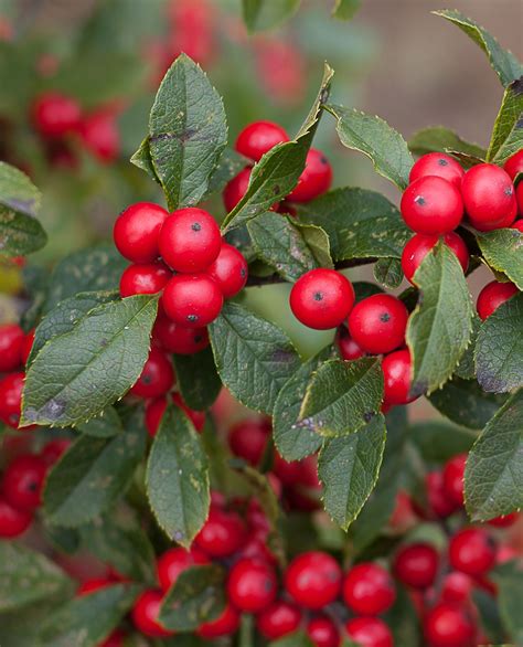 Shrubs With Colorful Winter Berries