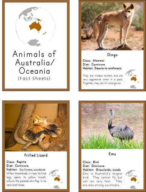 Animals of Australia/Oceania | Australia animals, Australian animals, Animal science