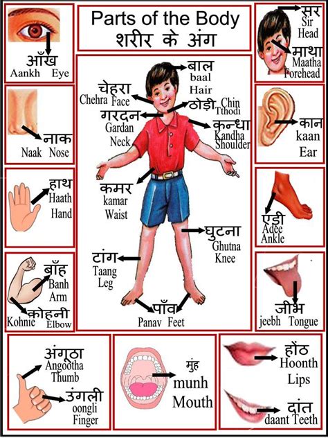 Body Parts Chart, शरीर के अंग | Hindi language learning, Learn hindi, Hindi worksheets