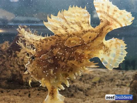 Awesome Fish Spotlight: Sargassum Frogfish | Reef Builders | The Reef ...