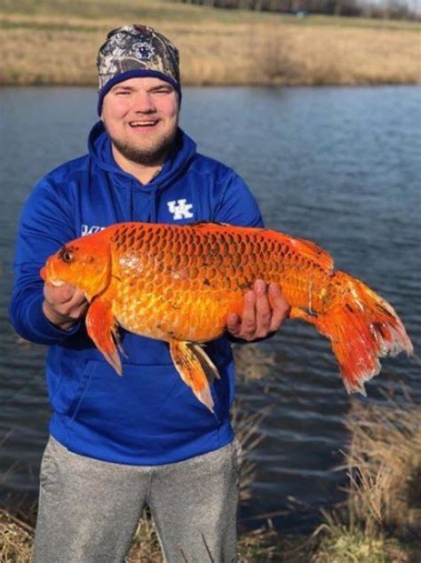 Angler catches enormous 20-pound goldfish in lake after using biscuits as bait | Metro News