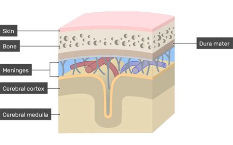 Meninges of the brain: anatomy and diagram | GetBodySmart