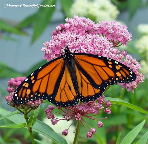 Asclepias Incarnata- Swamp Milkweed For Monarch Butterflies