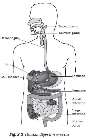 Human Digestive System For Class 7 Nutrition In Anima - vrogue.co