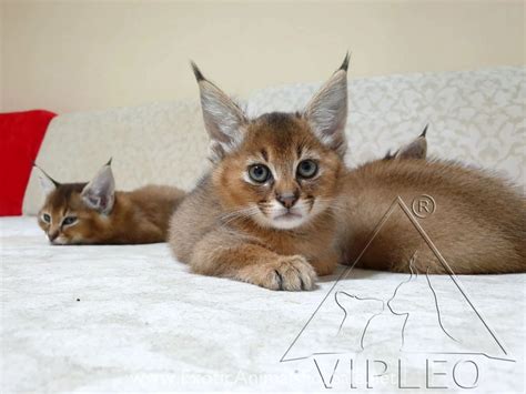 Caracals For Sale