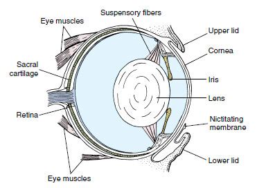 Frog Eye Anatomy