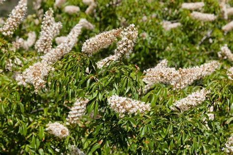 Why Is The California Buckeye Charming?