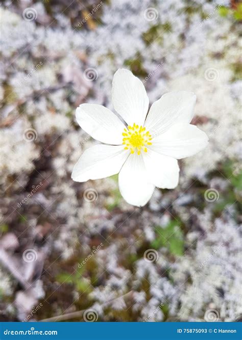 152 Tundra Flower Alaska Photos - Free & Royalty-Free Stock Photos from ...