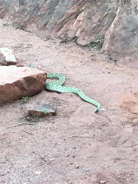 Is this green snake a real thing? - Rattlesnake Solutions