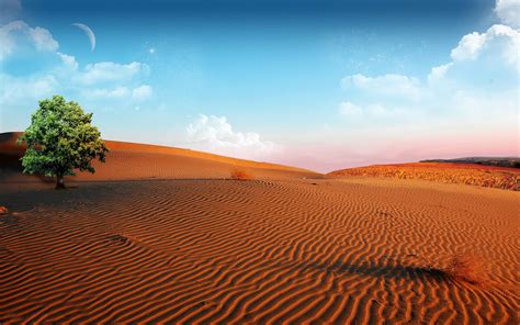 🔥 [40+] Desert Oasis Wallpapers | WallpaperSafari