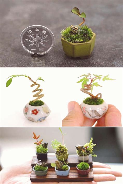 Have a look at these cute plant miniatures they may inspire you to do somethingcute | Bonsai ...