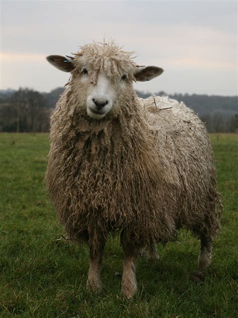 Cotswold sheep - Wikipedia