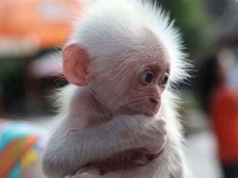 Baby Monkeys Wallpapers - Wallpaper Cave