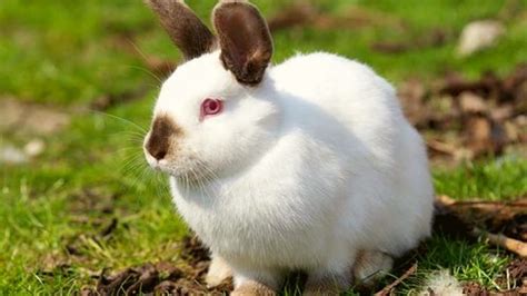 Californian-Rabbits - Rabbit Scout