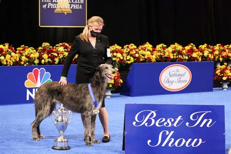 National Dog Show: Revisit previous Best in Show champs | CNN